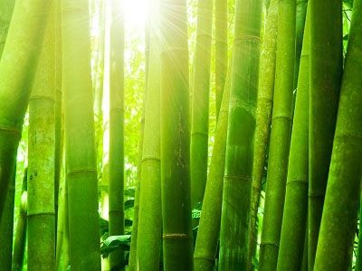 Предимства на бамбукови чорапи