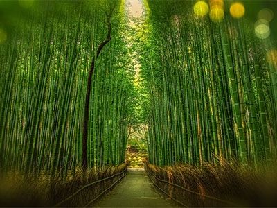 Чорапи от бамбук - защо той така ме предпочита