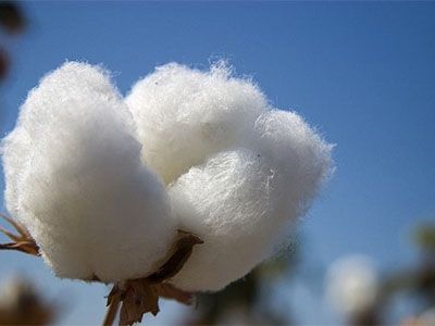 Памучни чорапи, но какви