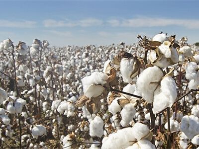 Чорапи от органичен памук – да пазим себе си и природата