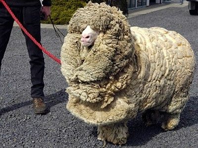 Чорапи от мериносова вълна - защо ги обичаме